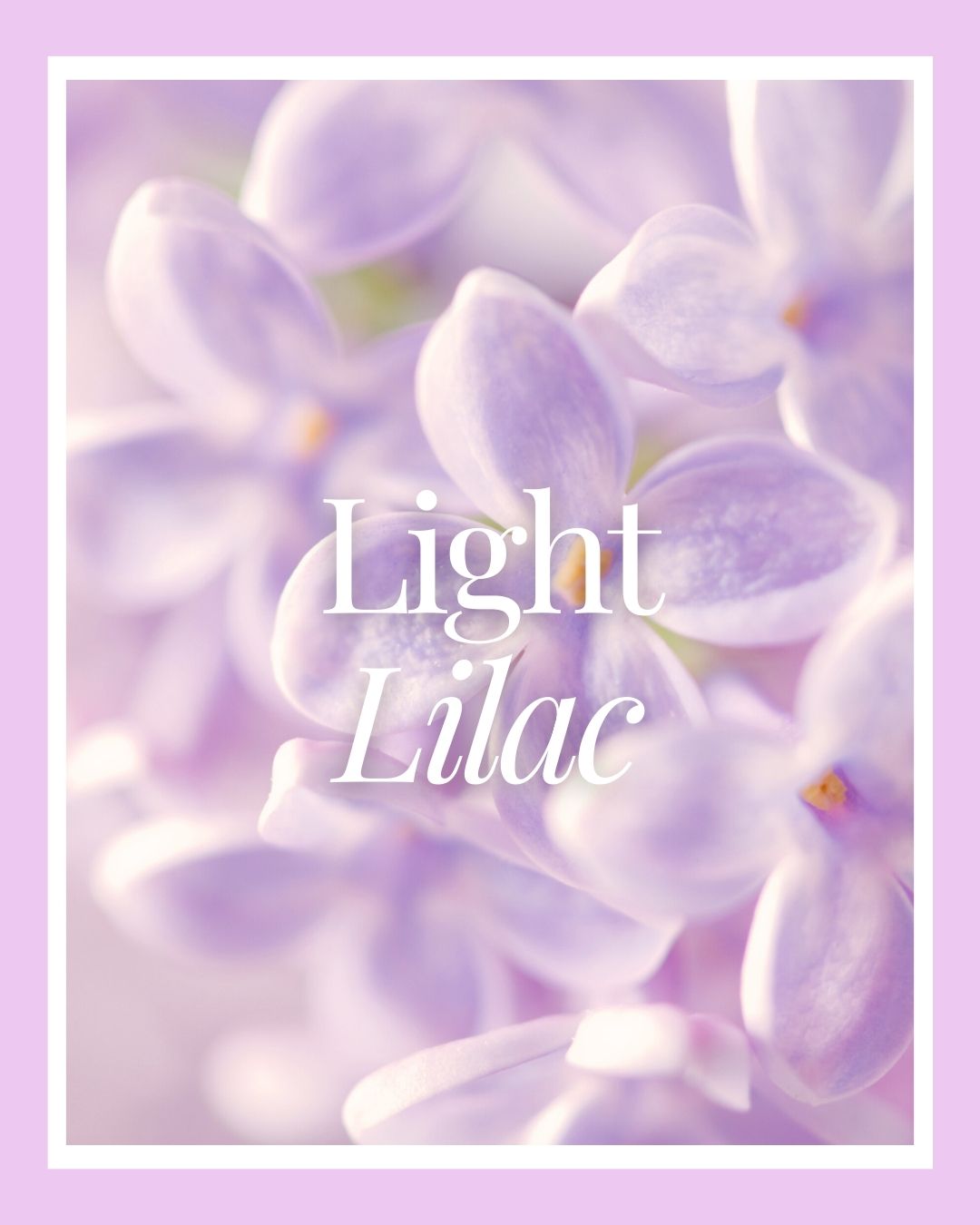 Light Lilac | BuDhaGirl