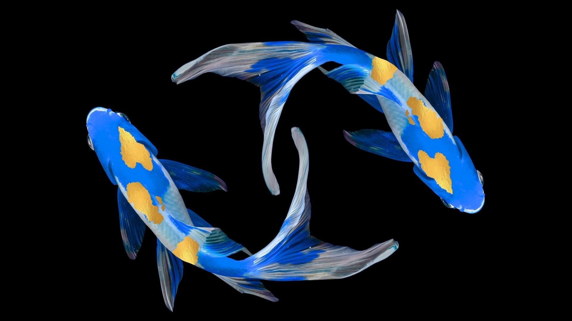 Blue and Gold Koi Fish | BuDhaGirl