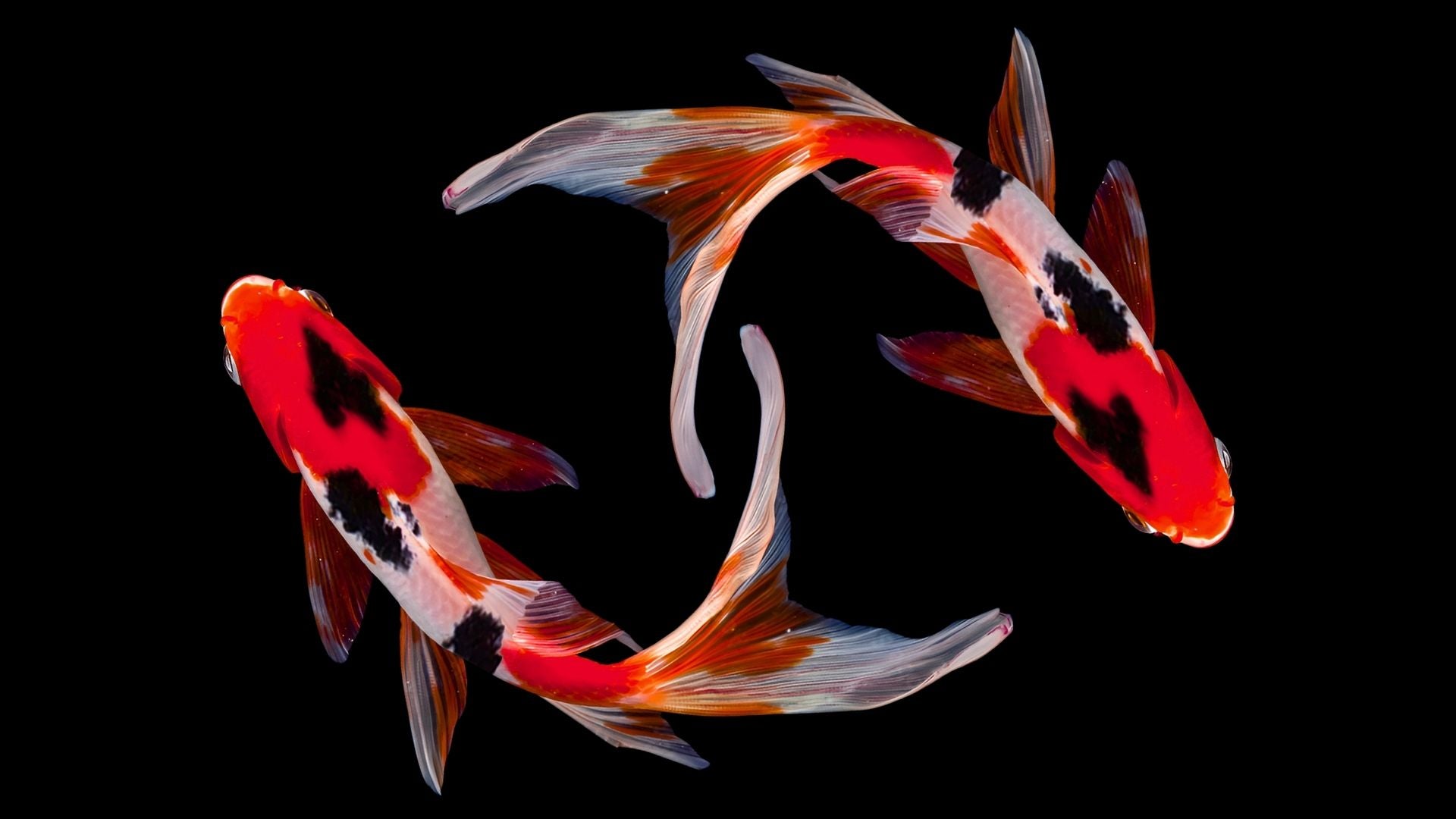 Red and Black Koi Fish | BuDhaGirl